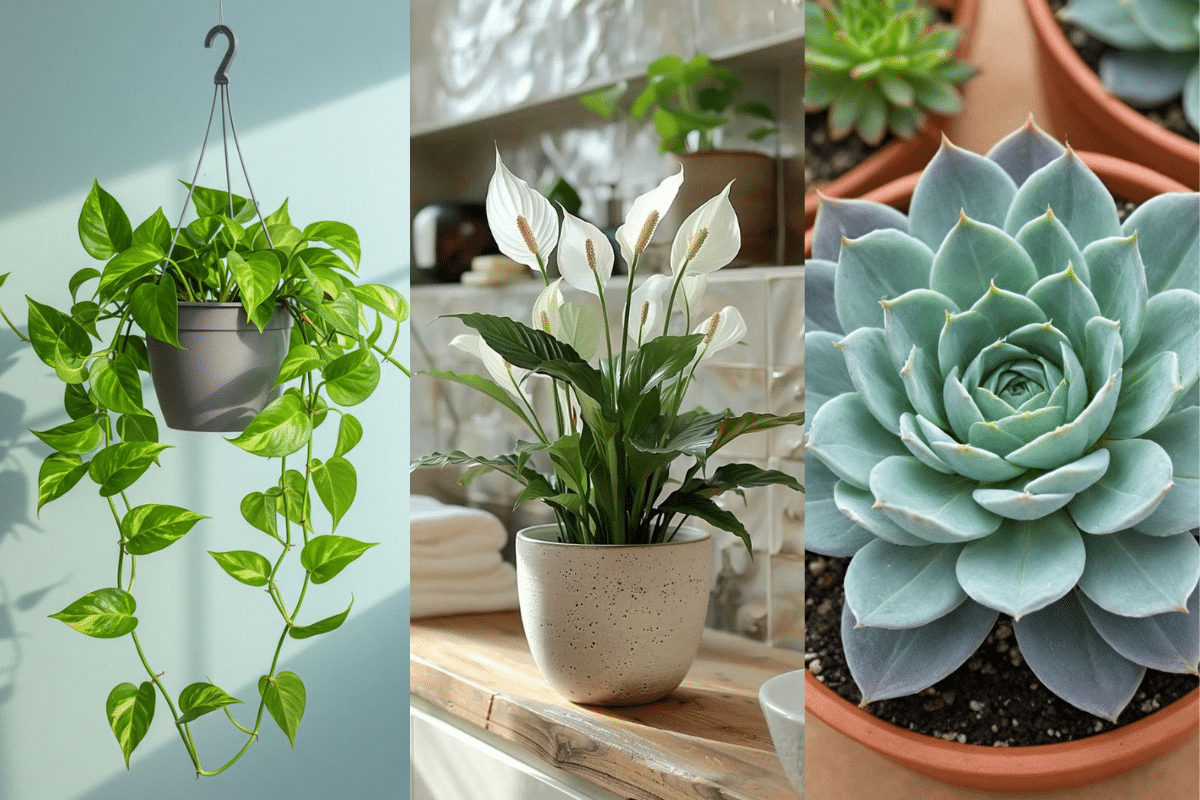 Plantas ornamentais para interiores: jiboia, lírio-da-paz e suculenta