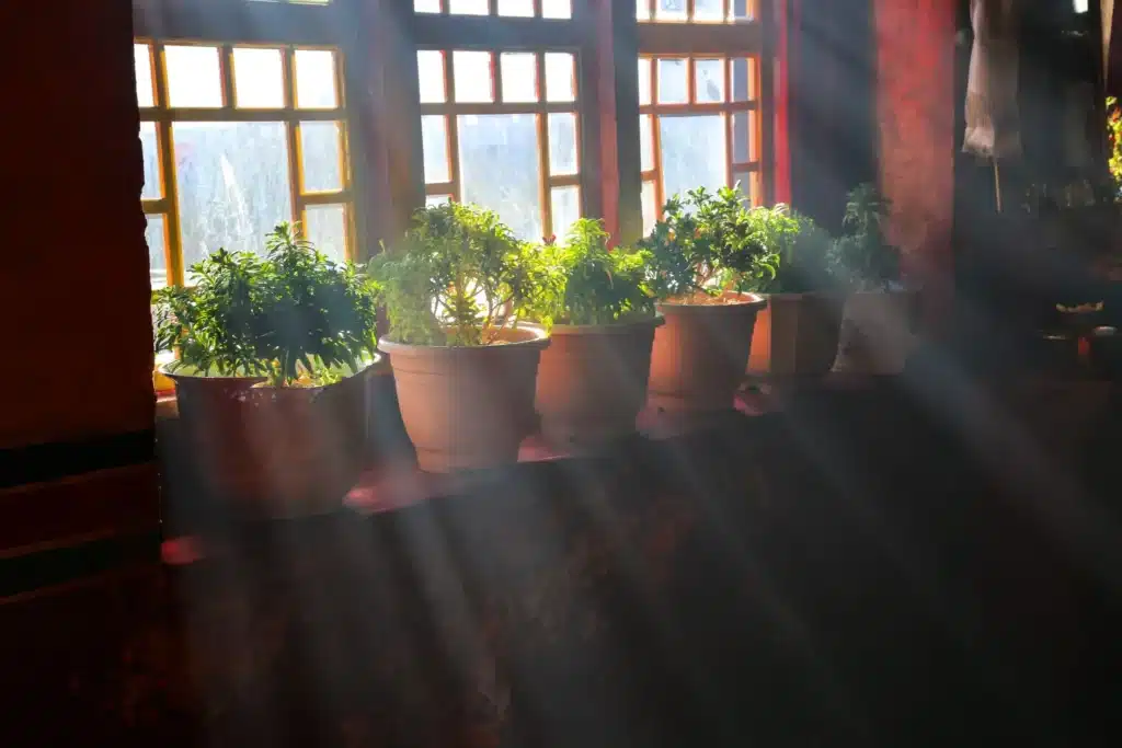 Plantas em vasos na janela com luz solar direta, evidenciando o ambiente iluminado por raios de sol que entram pela janela.
