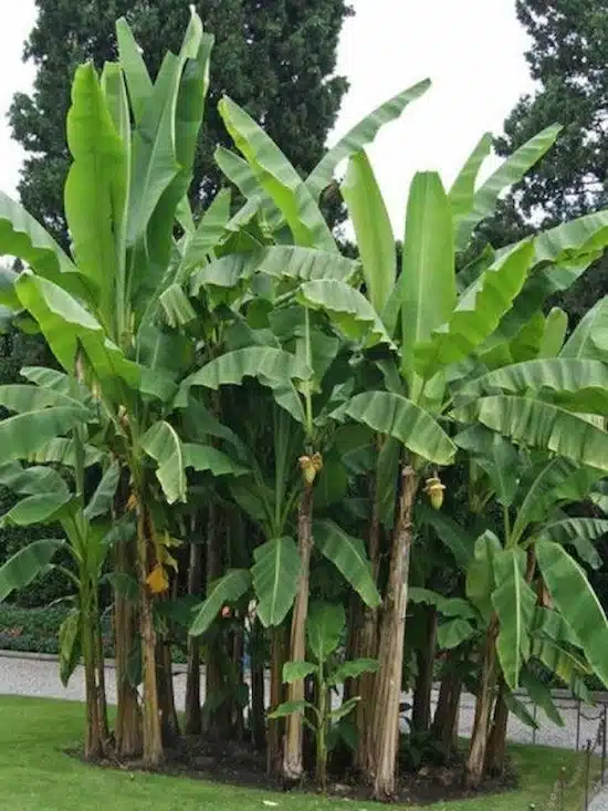 Bananeira ornamental com folhas largas, criando sombra tropical ideal para ambientes externos.