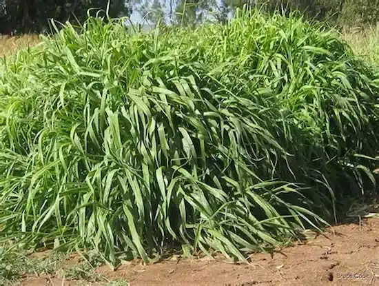 Planta de braquiária (Urochloa spp) em pastagem, formando uma densa cobertura no solo.