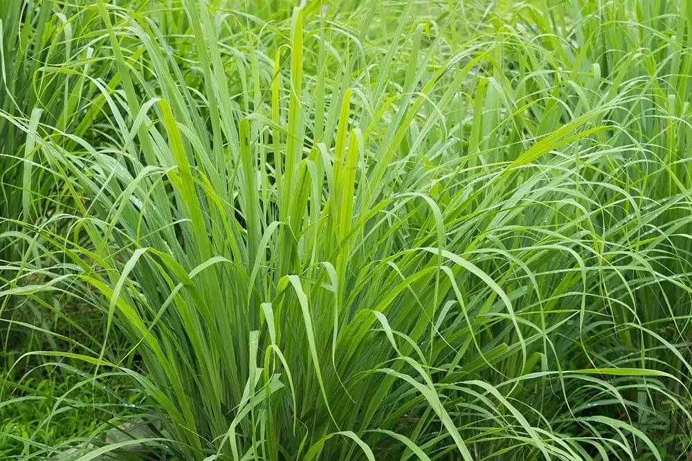 Capim-limão, planta com folhas finas e verdes, típica de áreas tropicais, conhecida por seu aroma e propriedades medicinais.