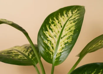 Folhas verdes e amarelas da planta Comigo-ninguém-pode, conhecida por ser venenosa e popular em ambientes internos.