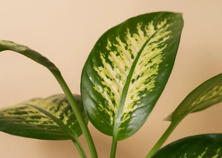 Folhas verdes e amarelas da planta Comigo-ninguém-pode, conhecida por ser venenosa e popular em ambientes internos.