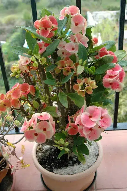 Planta Euphorbia milii com flores em tons de rosa e folhas verdes, em vaso.