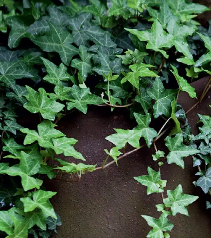 Planta de hera (Hedera spp) coberta de folhas verdes.