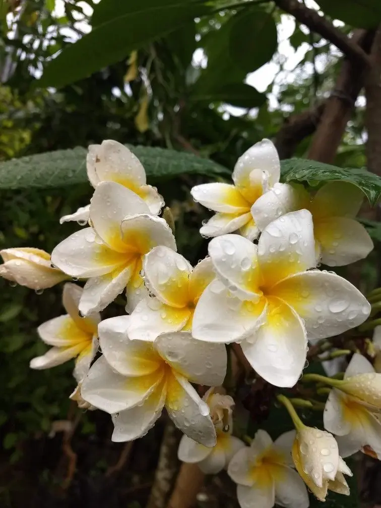 Flores de jasmim molhadas com gotas de orvalho, com pétalas brancas e toques amarelados, em um ambiente de jardim.