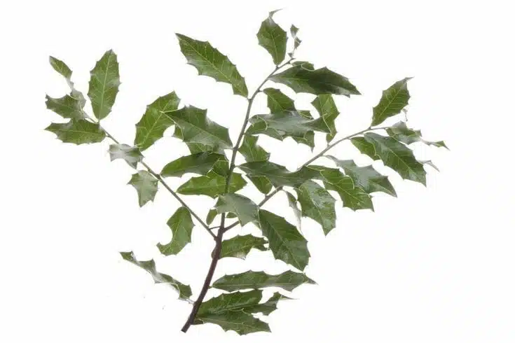 Ramo de espinheira-santa com folhas verde-escuras e pontiagudas.