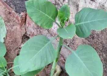 Falsa couve, planta venenosa, com folhas largas e brilhantes, que pode ser confundida com a verdadeira couve.