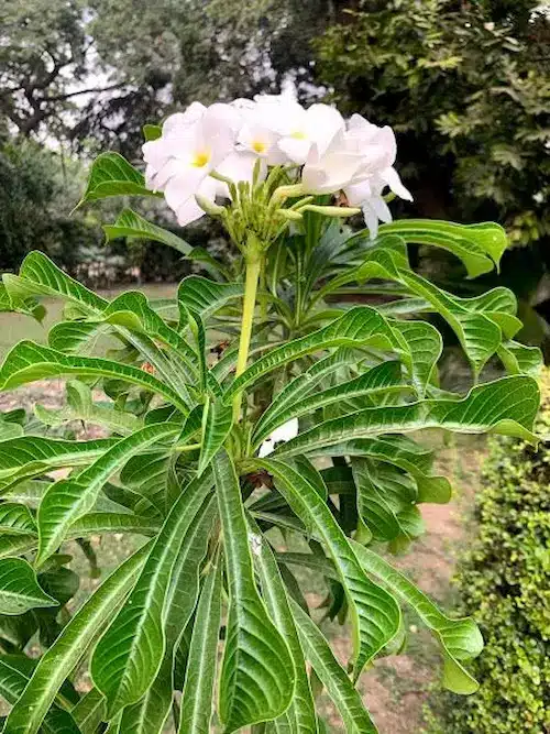 Plumeria pudica, também conhecida como Jasmim-do-caribe, com flores brancas e folhas em forma de colher.