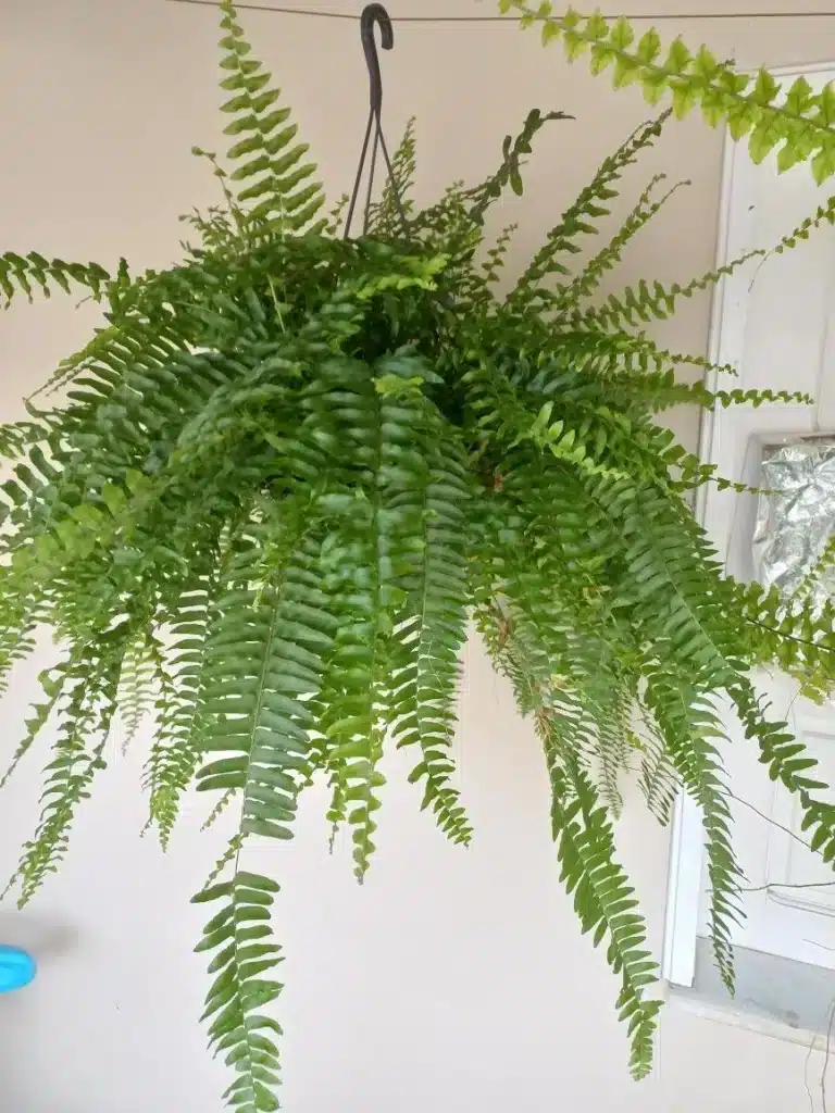 Samambaia ornamental pendurada com folhas largas e densas.