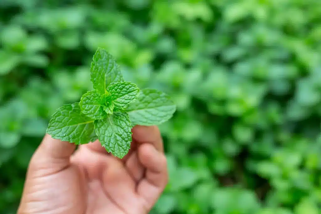 Folhas verdes de hortelã fresca sendo seguradas na mão, usadas como repelente natural de insetos.