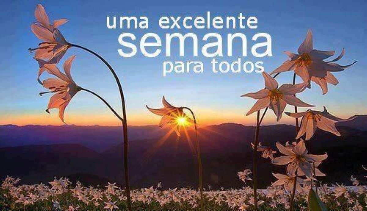 Campo de flores silvestres em primeiro plano, com o sol nascendo entre as montanhas e iluminando uma flor, transmitindo a mensagem de uma excelente semana.