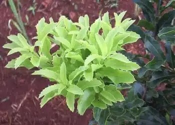 Folhas de espinheira-santa frescas e vibrantes, uma planta medicinal conhecida por suas propriedades curativas.