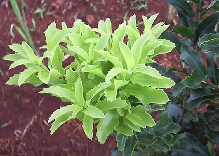 Folhas de espinheira-santa frescas e vibrantes, uma planta medicinal conhecida por suas propriedades curativas.
