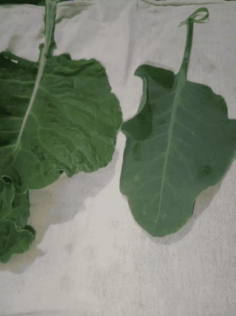 Comparação entre folha de couve e folha de falsa couve, evidenciando as diferenças entre elas.