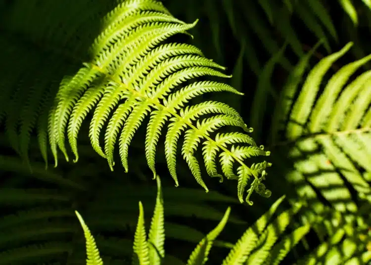 Folhas de samambaia tropical, uma planta que pode atrair carrapatos no jardim.