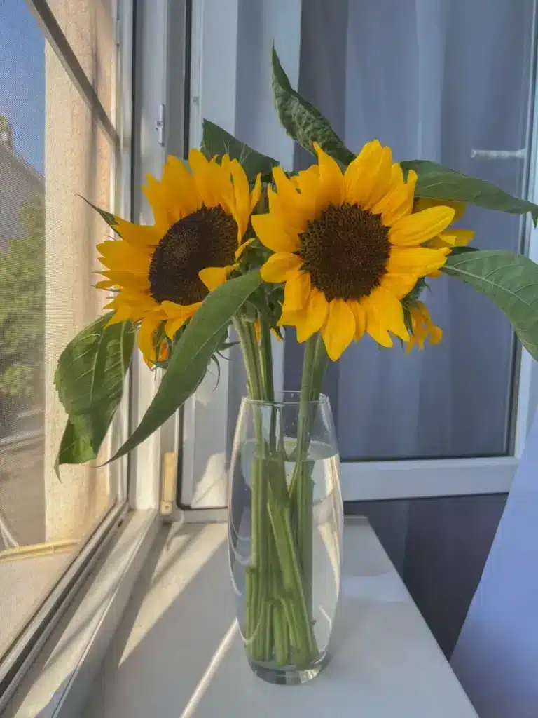Arranjo de girassóis em vaso transparente, com flores amarelas e folhas verdes, iluminado por luz natural.