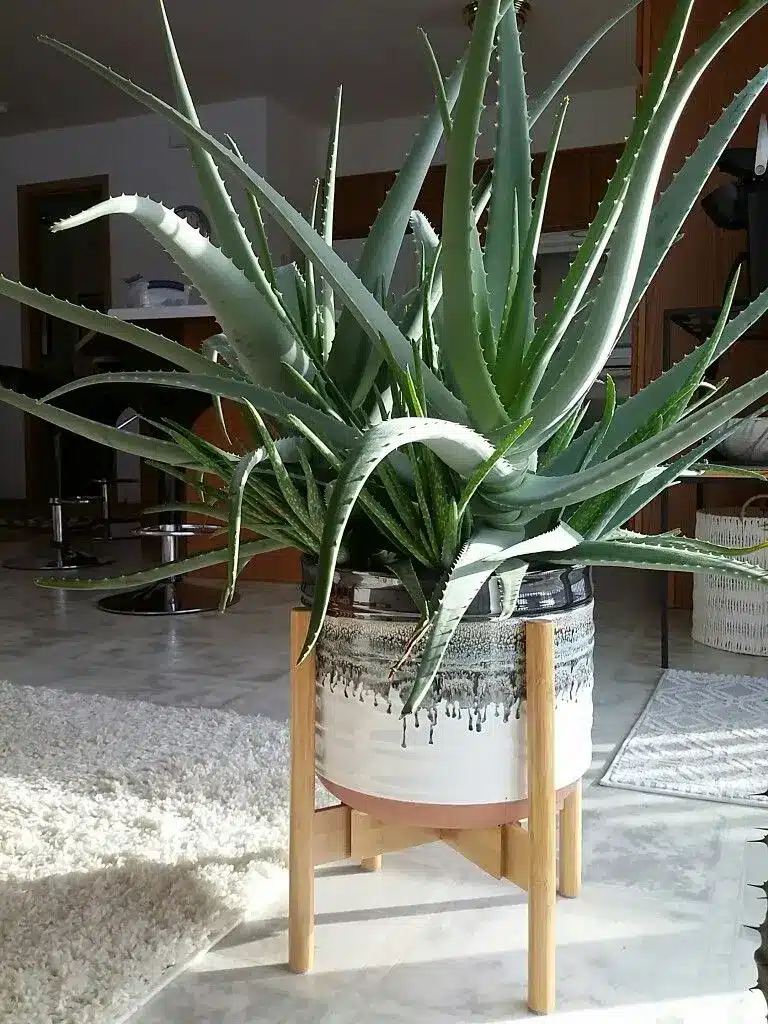 Planta de babosa (Aloe Vera) em ambiente interno, conhecida por suas propriedades medicinais e purificadoras de ar.