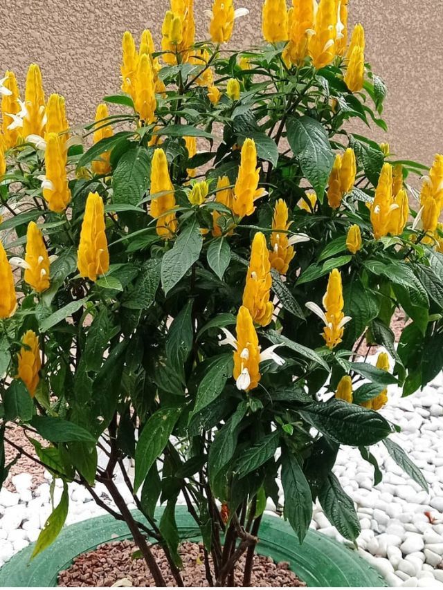 Arbusto da planta Camarão Amarelo (Justicia brandegeana) repleto de flores tubulares amarelas, planta ornamental resistente que atrai beija-flores
