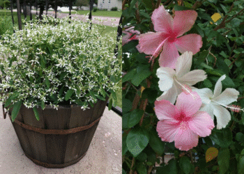 Colagem de duas plantas de interior: Euphorbia Diamond Frost em vaso de madeira e flores de Hibisco (rosa e branco), ilustrando a resistência ao calor forte dentro de casa