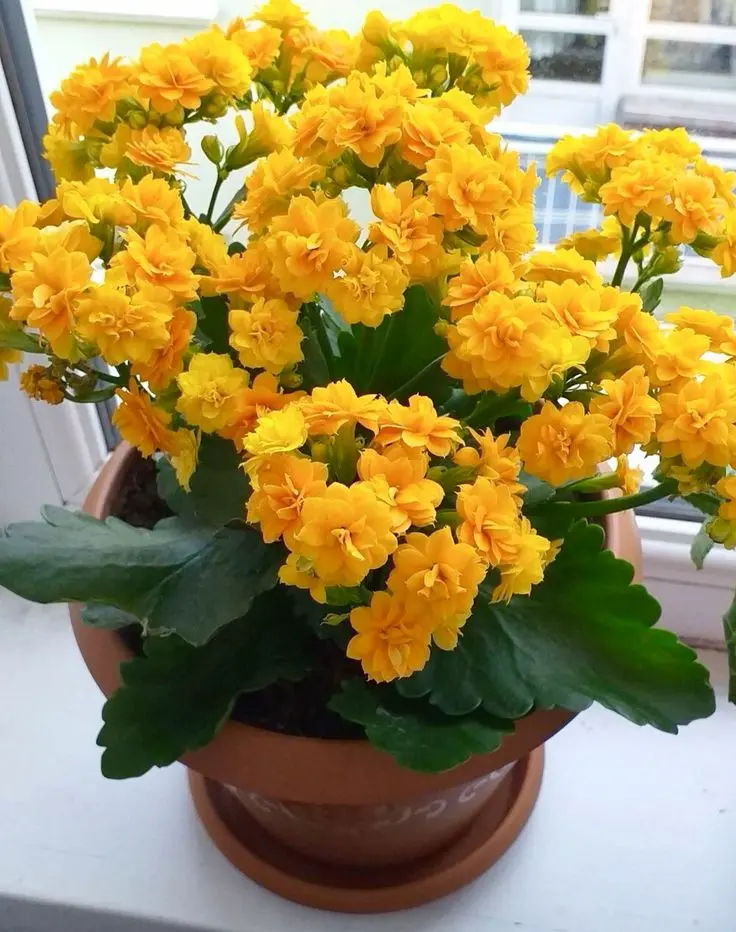 Flor-da-fortuna (Kalanchoe) com flores amarelas vibrantes em vaso.