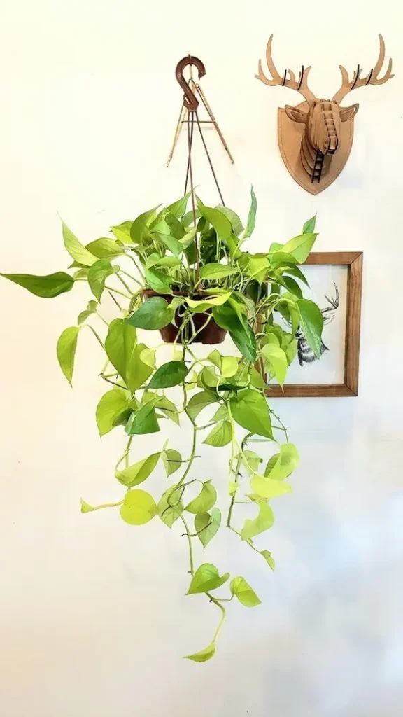 Planta de jiboia suspensa, com folhas verdes e amarelas, em ambiente interno.