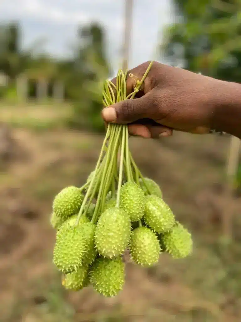 Maxixe fresco sendo segurado, com casca espinhosa e verde, pronto para ser preparado e incluído no cardápio.