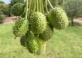 Maxixe fresco pendurado, com sua casca espinhosa e verde vibrante, mostrando as qualidades únicas desse vegetal.