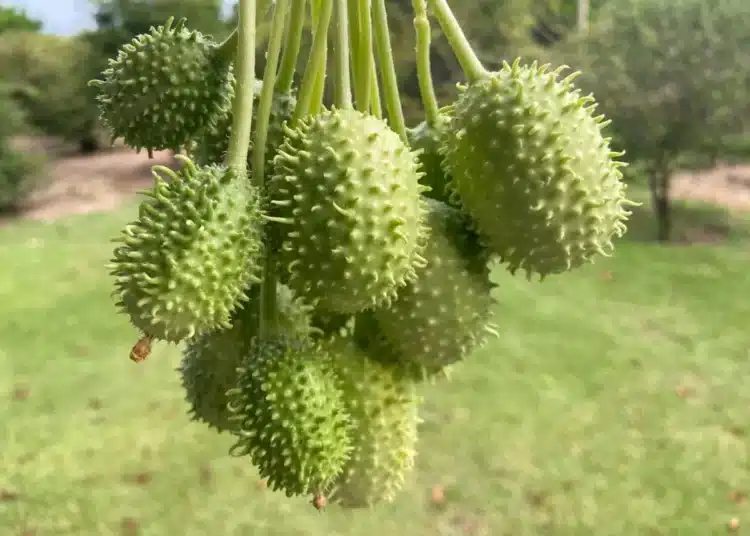 Maxixe fresco pendurado, com sua casca espinhosa e verde vibrante, mostrando as qualidades únicas desse vegetal.