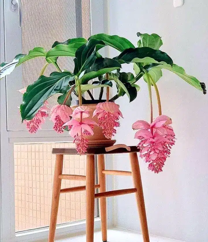 Planta Medinilla magnifica com flores rosa pendentes em ambiente interno.