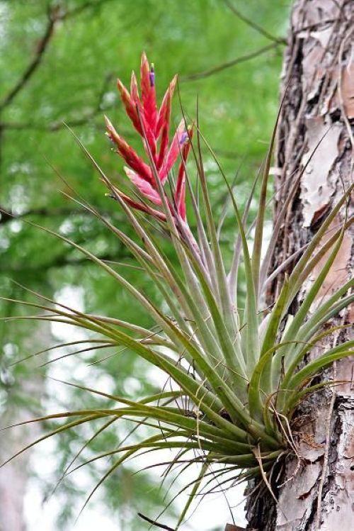 Planta Tillandsia (planta do ar) crescendo em um tronco de árvore, exibindo folhas verdes e avermelhadas e uma flor vermelha vibrante, mostrando sua natureza epífita e pouca necessidade de substrato.