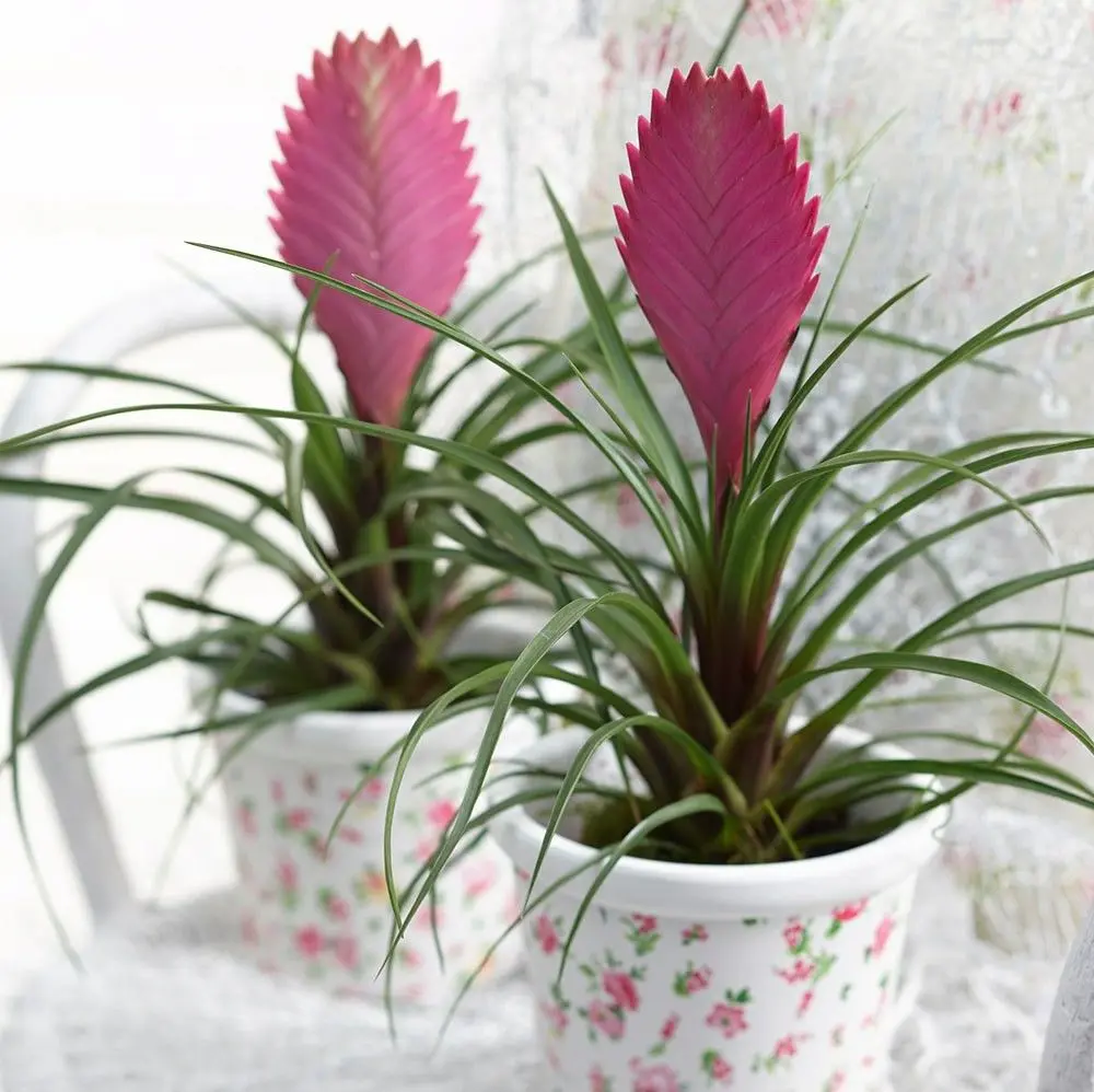 Tillandsia com flores pink em vaso decorativo, planta aérea de folhas longas.