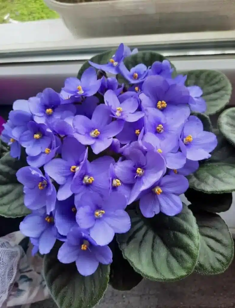 Violeta-africana com flores roxas sobre folhas aveludadas em vaso.