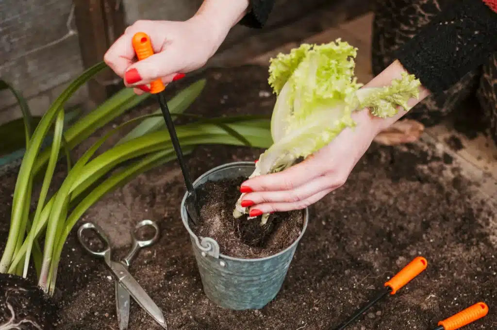 Pessoa plantando alface em vaso pequeno, mostrando o processo de cultivo doméstico.