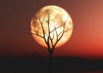 Superlua iluminando o céu atrás de uma árvore solitária ao entardecer