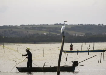 Homem pescando em barco pequeno com rede, garça branca pousada em tronco na água