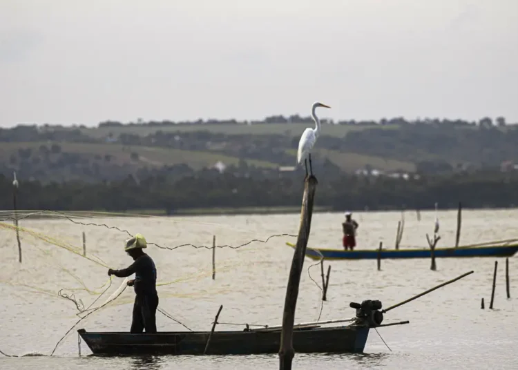 Homem pescando em barco pequeno com rede, garça branca pousada em tronco na água