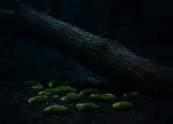 Periquitos verdes sem vida no chão ao lado de tronco caído após tempestade