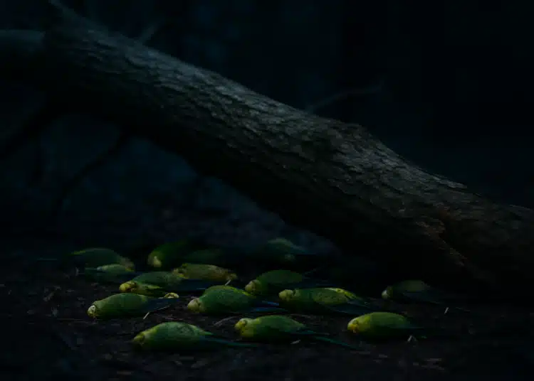 Periquitos verdes sem vida no chão ao lado de tronco caído após tempestade