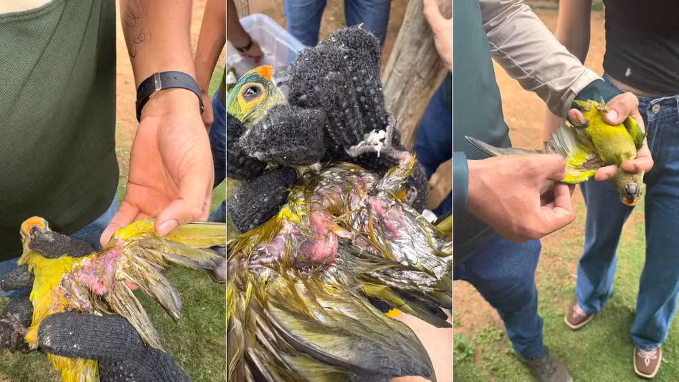 Periquito com ferimentos graves nas asas sendo segurado por mãos de voluntários