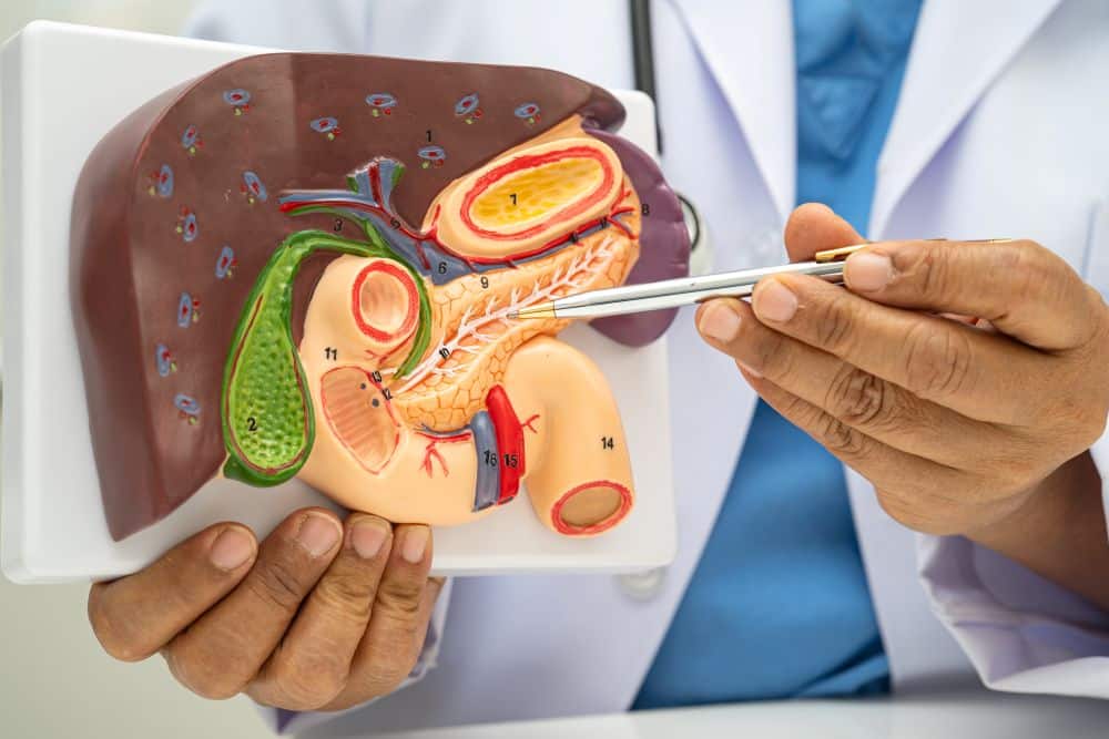 Um médico segurando um modelo anatômico colorido do sistema digestivo e apontando com uma caneta para o pâncreas (indicado pela cor amarelada). O modelo também mostra o fígado, a vesícula biliar e parte do duodeno.
