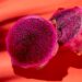 Close detalhado de uma pitaia de polpa rosa vibrante cortada ao meio, exibindo suas pequenas sementes pretas sobre um fundo de cor sólida. A imagem destaca a textura suculenta da fruta, associada a benefícios para a saúde das artérias.