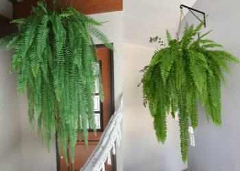 Imagem dividida em duas fotos: à esquerda, uma samambaia gigante pendurada na varanda, muito verde e viçosa; à direita, a mesma samambaia gigante pendurada em um suporte de parede interno, mostrando folhas longas e sem pontas secas, resultantes do cuidado no outono.