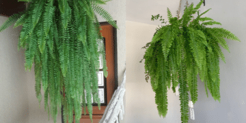 Imagem dividida em duas fotos: à esquerda, uma samambaia gigante pendurada na varanda, muito verde e viçosa; à direita, a mesma samambaia gigante pendurada em um suporte de parede interno, mostrando folhas longas e sem pontas secas, resultantes do cuidado no outono.