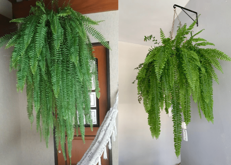 Imagem dividida em duas fotos: à esquerda, uma samambaia gigante pendurada na varanda, muito verde e viçosa; à direita, a mesma samambaia gigante pendurada em um suporte de parede interno, mostrando folhas longas e sem pontas secas, resultantes do cuidado no outono.
