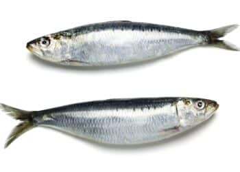 Duas sardinhas frescas e inteiras, com pele prateada e escamas visíveis, dispostas horizontalmente sobre um fundo branco. A imagem ilustra o tipo de peixe alvo do recall da Anvisa.