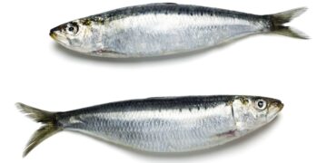 Duas sardinhas frescas e inteiras, com pele prateada e escamas visíveis, dispostas horizontalmente sobre um fundo branco. A imagem ilustra o tipo de peixe alvo do recall da Anvisa.