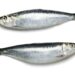 Duas sardinhas frescas e inteiras, com pele prateada e escamas visíveis, dispostas horizontalmente sobre um fundo branco. A imagem ilustra o tipo de peixe alvo do recall da Anvisa.